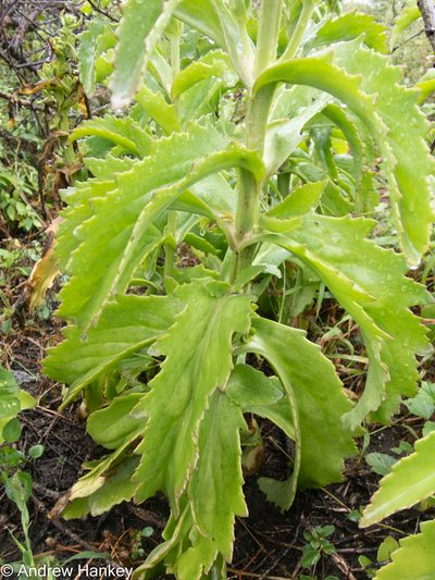 Kalanchoe lanceolata, photographed by Andrew Hankey