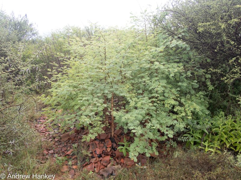 Senegalia galpinii, photographed by Andrew Hankey