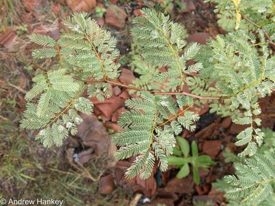 Senegalia galpinii, photographed by Andrew Hankey