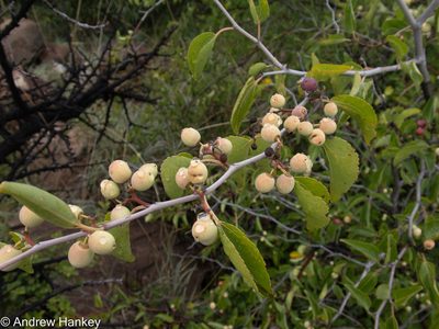 Ziziphus mucronata, photographed by Andrew Hankey