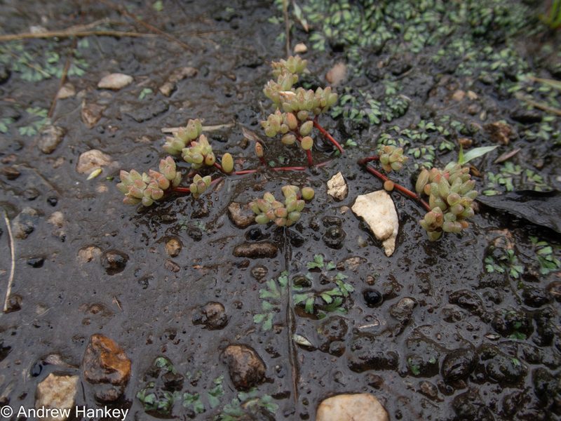 Portulaca hereroensis, photographed by Andrew Hankey