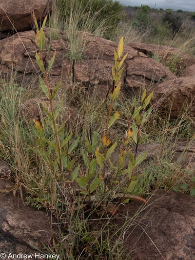 Raphionacme galpinii, photographed by Andrew Hankey