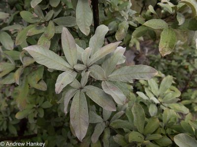 Vitex zeyheri, photographed by Andrew Hankey