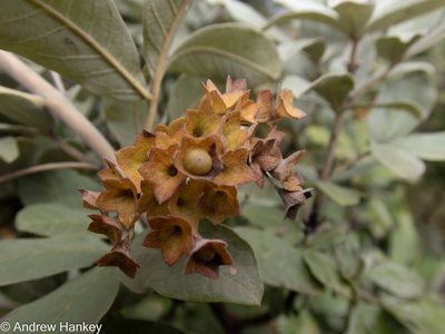 Vitex zeyheri, photographed by Andrew Hankey