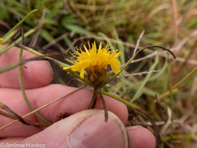 Geigeria burkei, photographed by Andrew Hankey