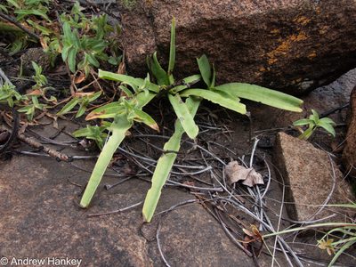 Ledebouria luteola, photographed by Andrew Hankey