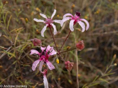 Nerine frithii, photographed by Andrew Hankey