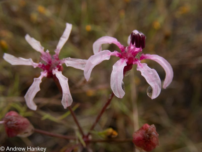 Nerine frithii, photographed by Andrew Hankey