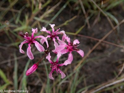 Nerine frithii, photographed by Andrew Hankey
