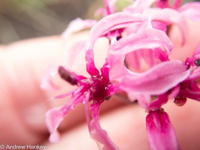 Nerine frithii, photographed by Andrew Hankey