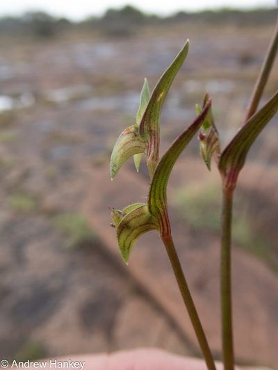 Commelina subulata, photographed by Andrew Hankey