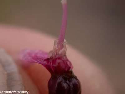 Nerine frithii, photographed by Andrew Hankey
