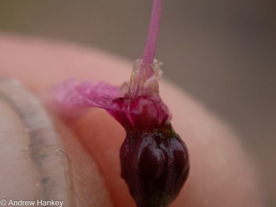 Nerine frithii, photographed by Andrew Hankey