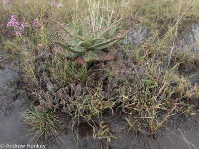 Huernia transvaalensis, photographed by Andrew Hankey