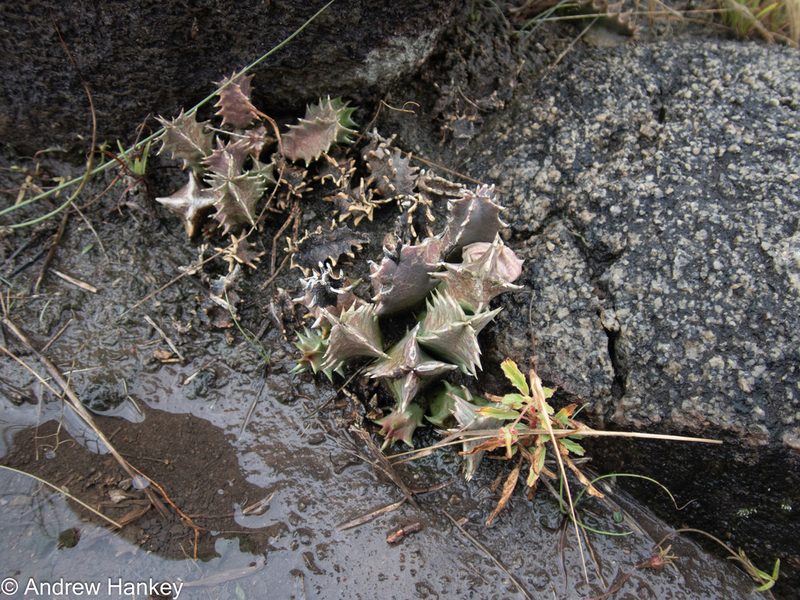 Huernia transvaalensis, photographed by Andrew Hankey