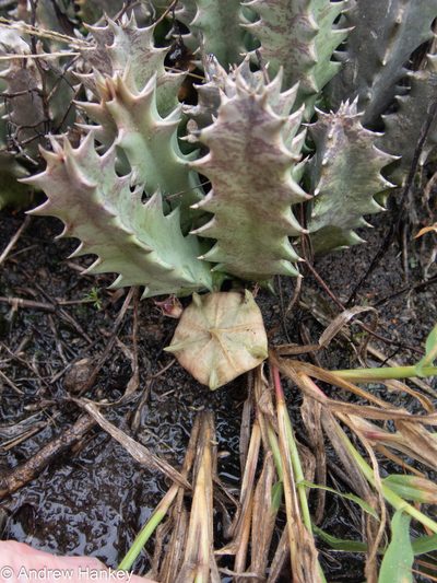 Huernia transvaalensis, photographed by Andrew Hankey