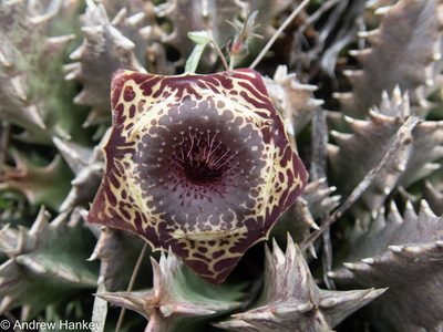 Huernia transvaalensis, photographed by Andrew Hankey