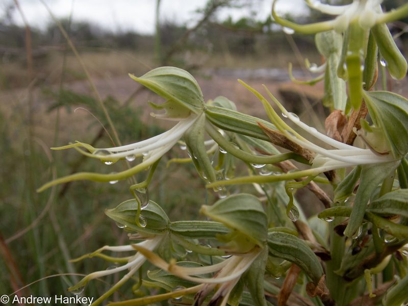 Bonatea antennifera, photographed by Andrew Hankey