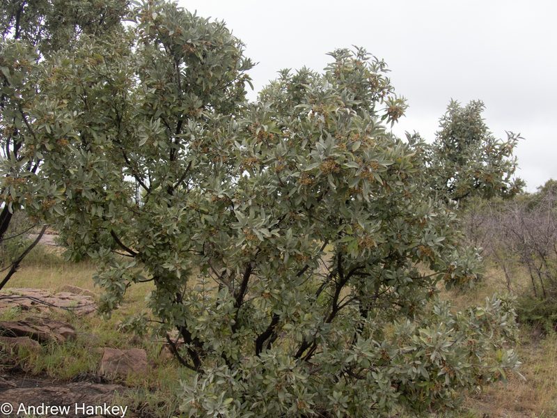 Vitex zeyheri, photographed by Andrew Hankey