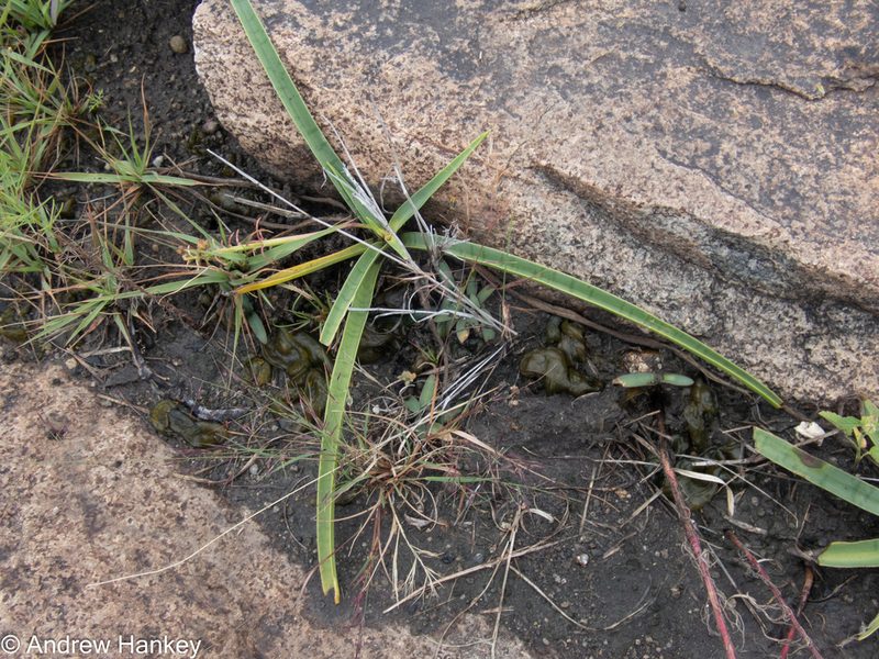 Ledebouria luteola, photographed by Andrew Hankey