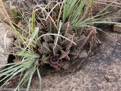Huernia transvaalensis, photographed by Andrew Hankey