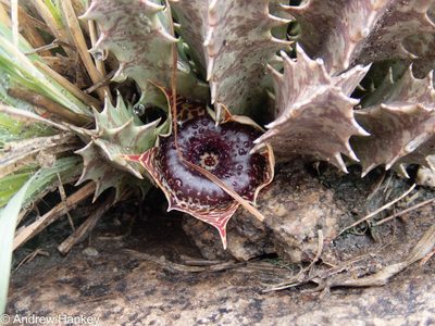 Huernia transvaalensis, photographed by Andrew Hankey