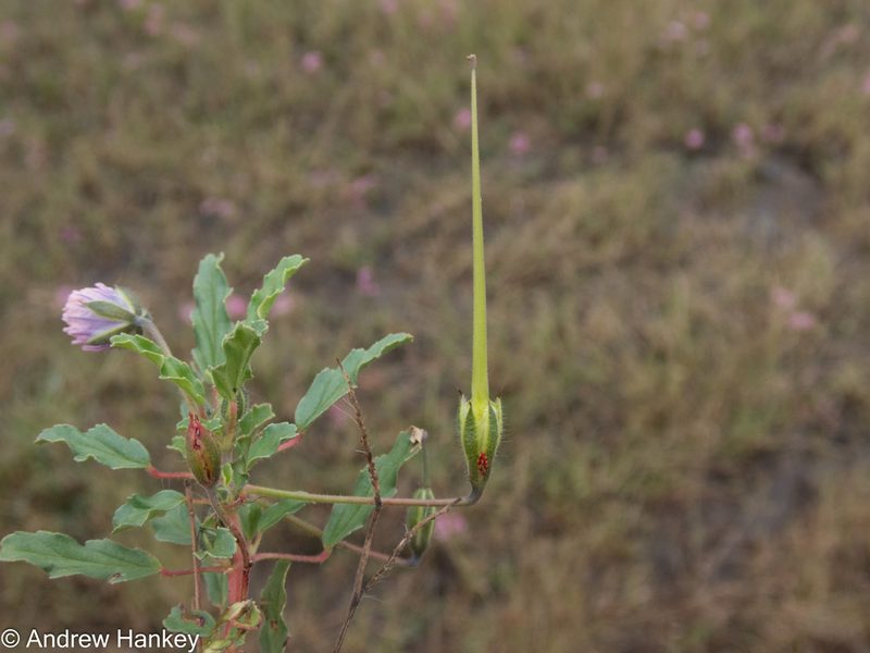Monsonia angustifolia, photographed by Andrew Hankey