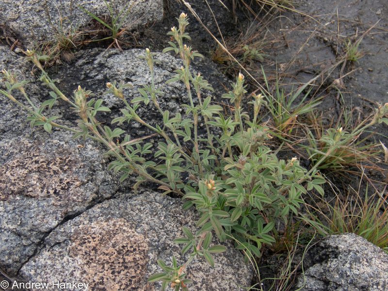 Stylosanthes fruticosa, photographed by Andrew Hankey