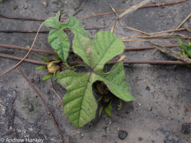 Ipomoea magnusiana, photographed by Andrew Hankey