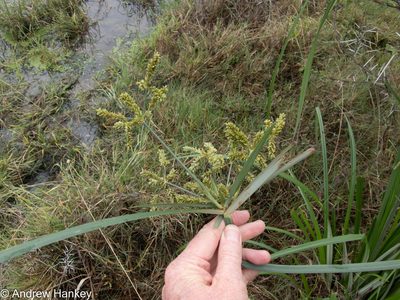 Cyperus dives, photographed by Andrew Hankey