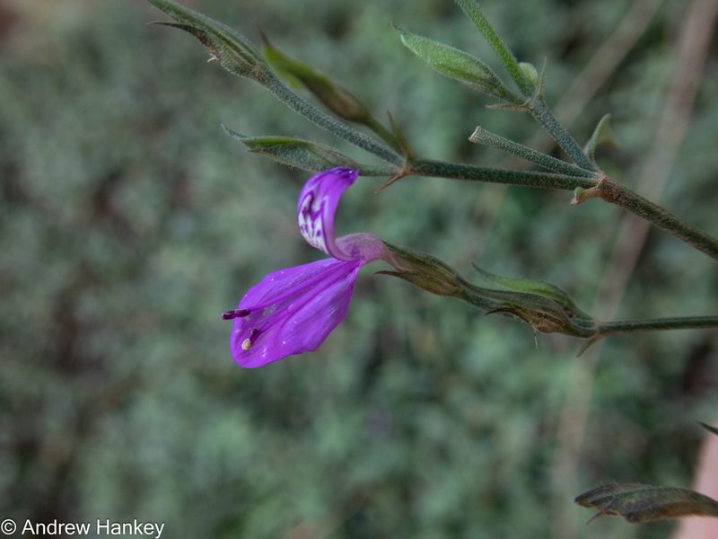 Dicliptera eenii, photographed by Andrew Hankey