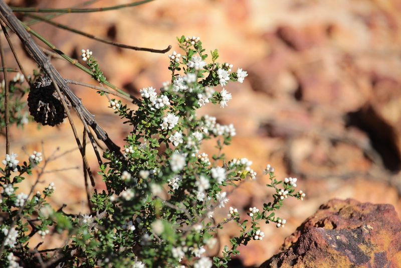 Cryptandra amara, photographed by Elijah Magistrado