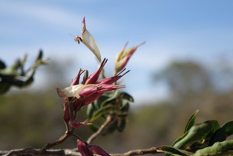 Hypoestes caudata, photographed by Romer N. Rabarijaona