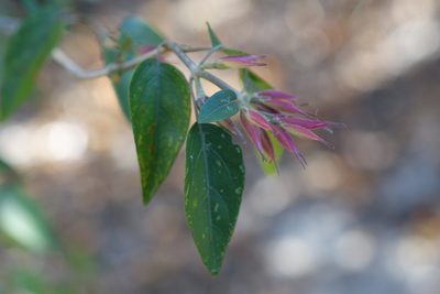 Hypoestes caudata, photographed by Romer N. Rabarijaona