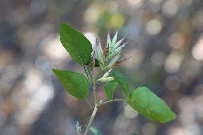 Hypoestes caudata, photographed by Romer N. Rabarijaona