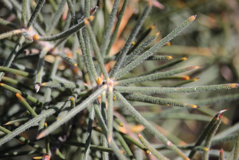 Hakea gibbosa, photographed by Elijah Magistrado