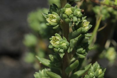 Villadia misera, photographed by Carlos Muñoz-Amezcua