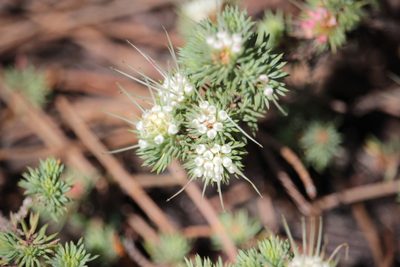 Darwinia fascicularis, photographed by Elijah Magistrado