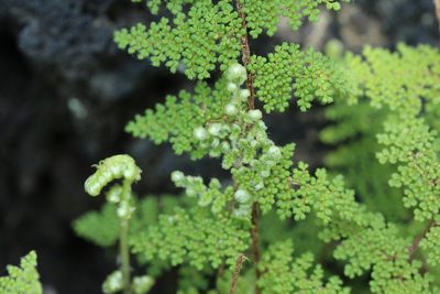 Myriopteris myriophylla, photographed by Carlos Muñoz-Amezcua