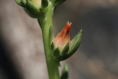 Echeveria mucronata, photographed by Carlos Muñoz-Amezcua