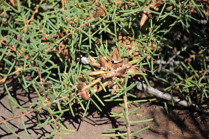 Hakea teretifolia, photographed by Elijah Magistrado