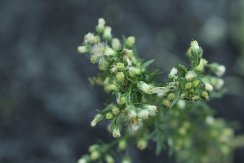 Laennecia sophiifolia, photographed by Carlos Muñoz-Amezcua