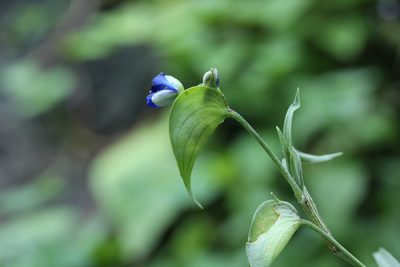 Commelina tuberosa, photographed by Carlos Muñoz-Amezcua