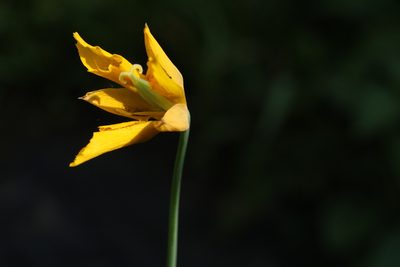 Calochortus barbatus, photographed by Carlos Muñoz-Amezcua