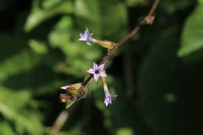 Plumbago pulchella, photographed by Carlos Muñoz-Amezcua