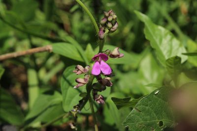 Phaseolus vulgaris, photographed by Carlos Muñoz-Amezcua