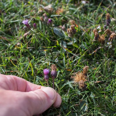 Serratula tinctoria, photographed by Tim Johnson