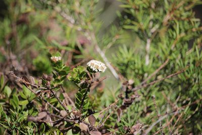 Platysace lanceolata, photographed by Elijah Magistrado