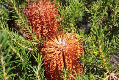 Banksia ericifolia, photographed by Elijah Magistrado