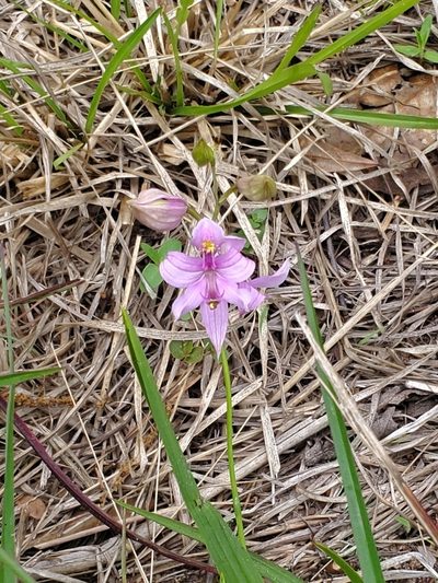 Calopogon oklahomensis, photographed by Ayla